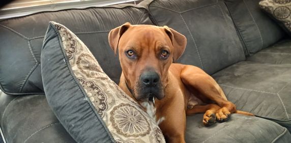 Morayfield - Photo 2