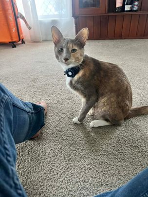 Albany Creek - Photo 1