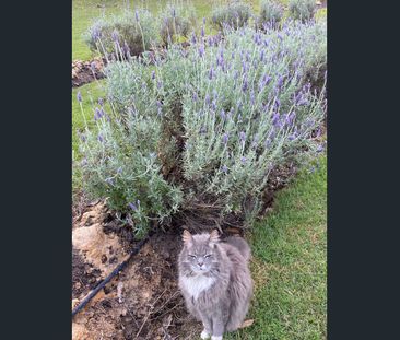 PRIVATE ONE BEDROOM COTTAGE AT CAMP MOUNTAIN BRISBANE - Photo 5