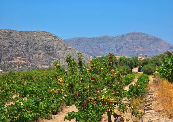 WIDE ESTATE FOR RENT IN TEULADA FOR LONG TERM