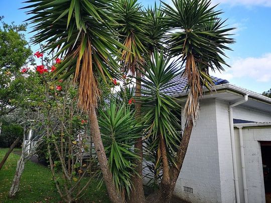 Charming 3BR Home in Hauraki, Auckland - Photo 1