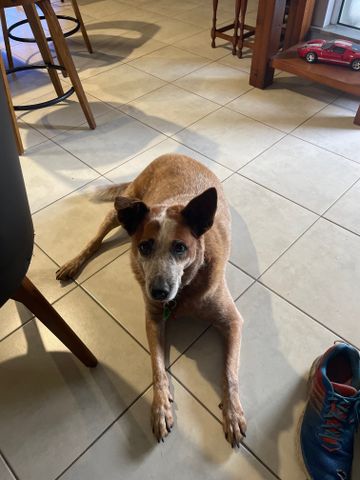 Gordonvale - Photo 2