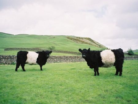 Beltie Byre, Low Kirkbride Farm, Auldgirth, DG2 0SP, Dumfries - Photo 5