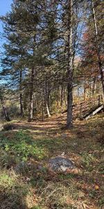 4 1/2 NEUF À LOUER À SAINTE-SOPHIE (BORD DE l'EAU) - Photo 4