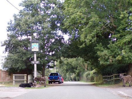 Frogham, New Forest. - Photo 5