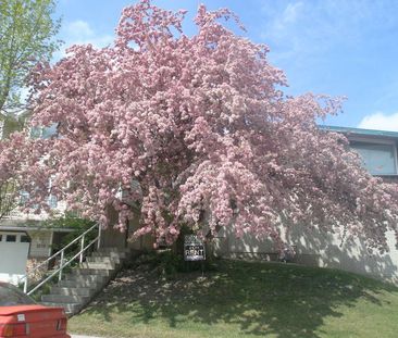 ***Marda Loop***1 Bedroom Chalet-style units with *vaulted ceilings... - Photo 1