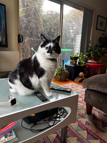 Abbotsford - Photo 4