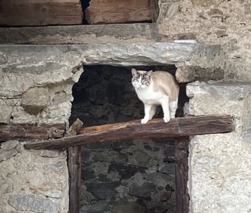 Cooperative new-build housing estate with 1½ - 3½ room apartments - Foto 6