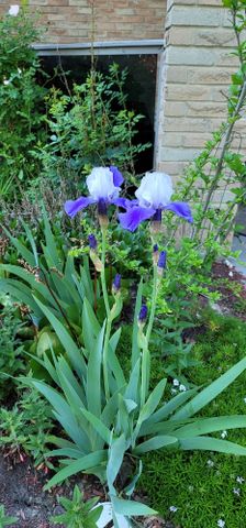 For Lease - 48 Lawndale Crescent Unit# Lower, Brampton, Ontario - Photo 4