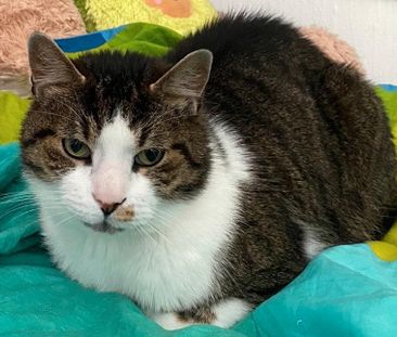 Helle 40m2 Altbauwohnung Zwischenmiete 15.01 - 15.03.2026 - Photo 5