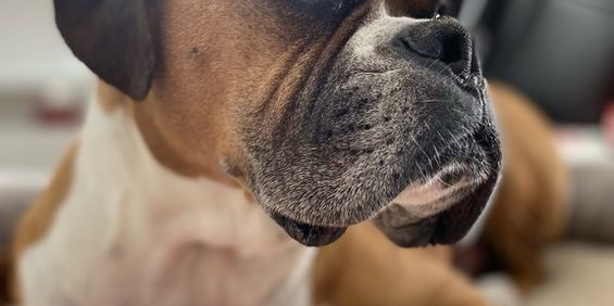 3 ½ à Louer, Animaux Acceptés! - Photo 3