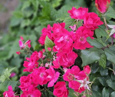 Modern & Sophisticated Family Home - Photo 5