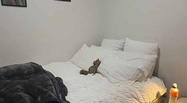 Fully Renovated Gem in Aro Valley - Photo 1