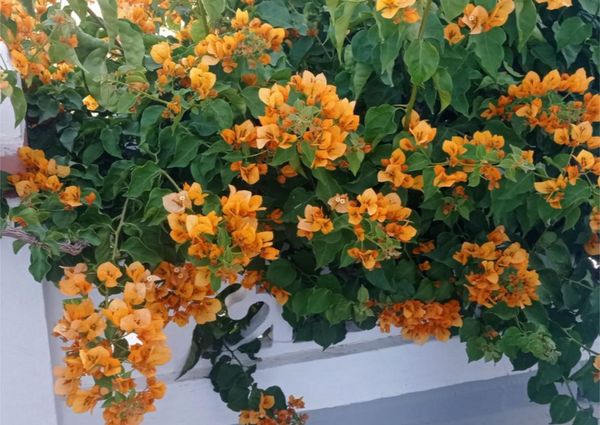 Piso de alquiler en Partida Devesa, 54, Oliva Nova