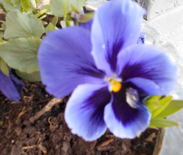 Gemütliches Apartment in ruhiger Lage zu sofort zu vermieten - Photo 1