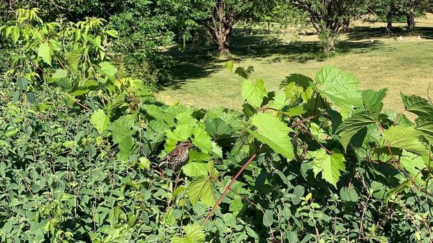 Rue Gabrielle-Roy, J7W 1L1, Notre-Dame-De-L'Île-Perrot - Photo 1