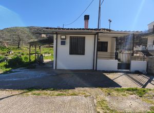 Μονοκατοικία για ενοικίαση - Φυλή, - Photo 4