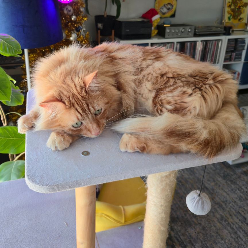 Munno Para West - Photo 1