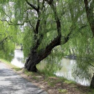 Riverside Tranquility - Photo 3