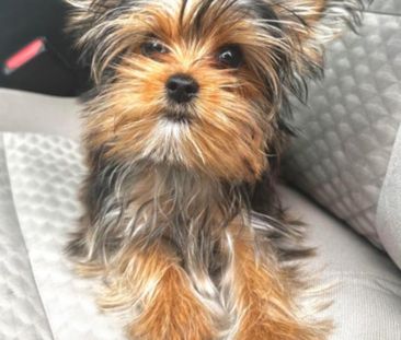 Bitte Dringend eine Wohnung gesucht Bitte - Photo 1