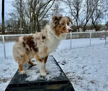 4 ½ à Louer, Animaux Acceptés! - Photo 3
