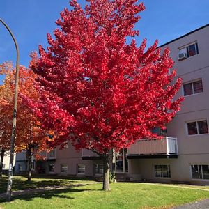 4 1/2, 2ième Étage à $1,545 - Photo 2