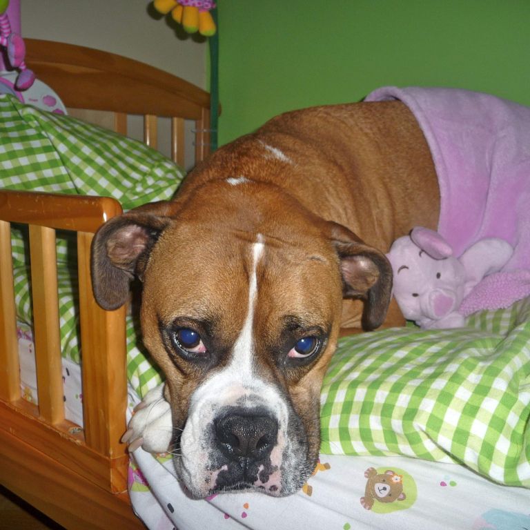 3 ½ à Louer, Animaux Acceptés! - Photo 1