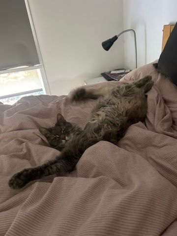 Montmorency - Photo 5