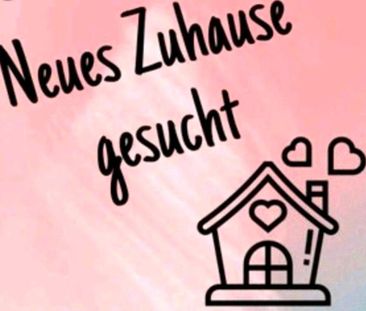 Wohnung oder Haus gesucht - Foto 1