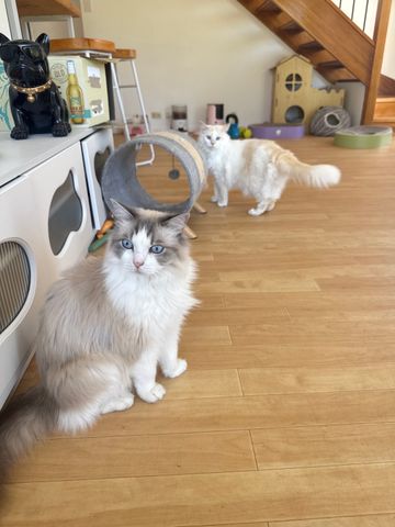 Thornlands - Photo 2