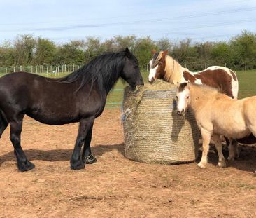 1 bedroom detached house to rent - Photo 1