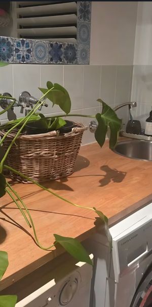 Wongaling Beach - Photo 1