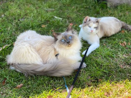 Erskineville - Photo 5