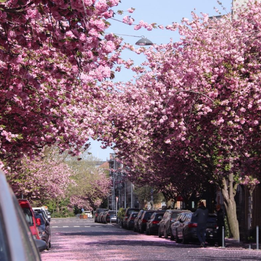 Avenue Emile Max, 1030, Schaerbeek - Photo 1