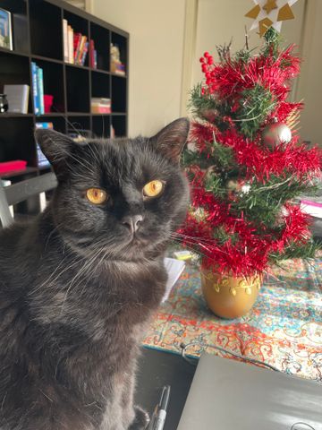 Mount Waverley - Photo 5