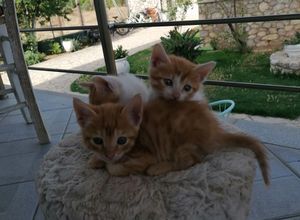 Μεζονέτα για ενοικίαση - Αίγιο, - Photo 4