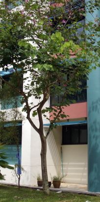 Blk 685C Jurong West Central 1 (Jurong West), HDB 5 Rooms - For Rent - Photo 1
