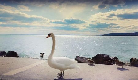 Kiadó újszerű állapotú lakás - Balatonkenese - Photo 2
