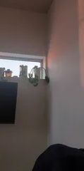 1 room apartment of 26m² in Montreal - Photo 2