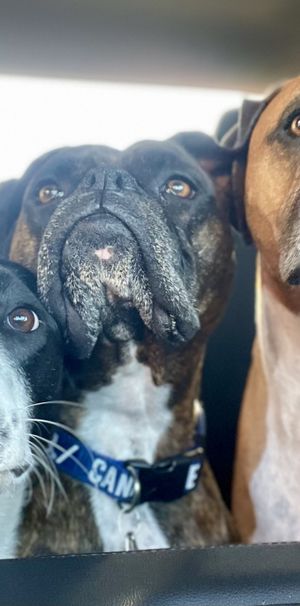 3 ½ à Louer, Animaux Acceptés! - Photo 2