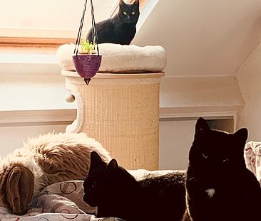 Mijn drie katten en ik zijn op zoek naar een nieuwe huisgenoot! - Foto 1
