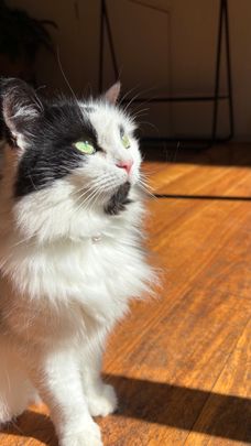 Woolloomooloo - Photo 1