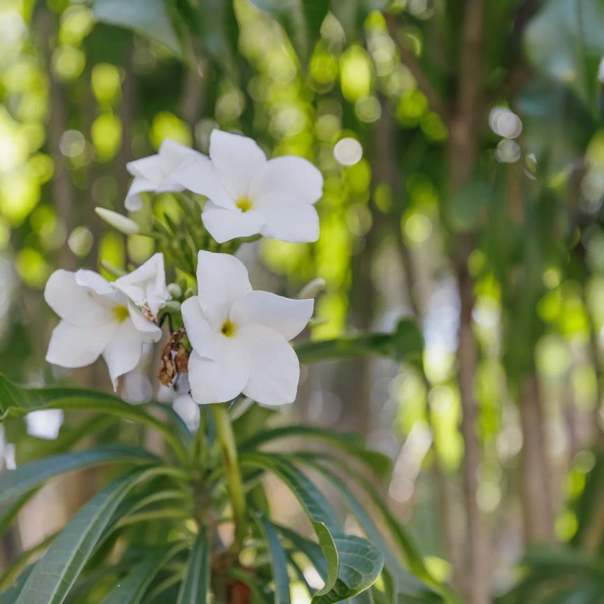 Stylish, 3 Bedroom Spacious Townhouse in sought after North Lakes. - Photo 1