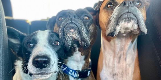 3 ½ à louer animaux autorisés! - Photo 3