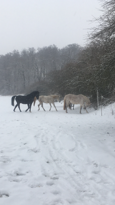 Wohnen mit Pferd 3ZKB auf Pferdehof - Photo 1
