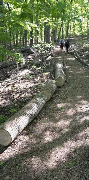 GRAND 4 1/2 PLACE DARLINGTON CARTIER Côte-des-Neiges - Photo 1