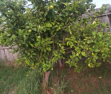 Altona Meadows - Photo 2