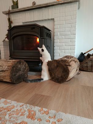 kleine gerenoveerde hoeve in de natuur, 2 kamers ( 1 pers) - Photo 1