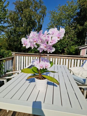 Skogsvägen, Vejbystrand - Foto 4