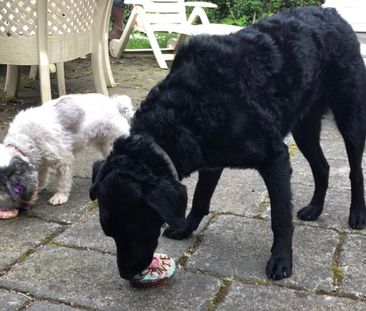 Croydon Hills - Photo 6